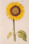 Sunflower or Helianthus, from "La Guirlande de Julie", circa 1642-Nicolas Robert-Giclee Print