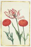 Daffodil and Tulip, C.1675-Nicolas Robert-Giclee Print