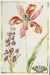Aster à fleur mauve-Nicolas Robert-Giclee Print