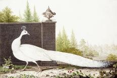 White Peacock-Nicolas Robert-Giclee Print
