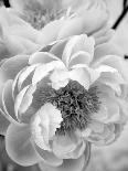 Delicate Blossom III-Nicole Katano-Photo