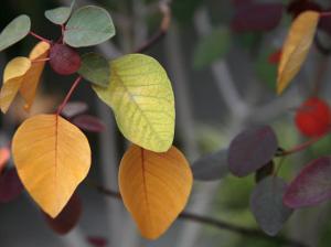 Fall Leaf Bouquet by Nicole Katano