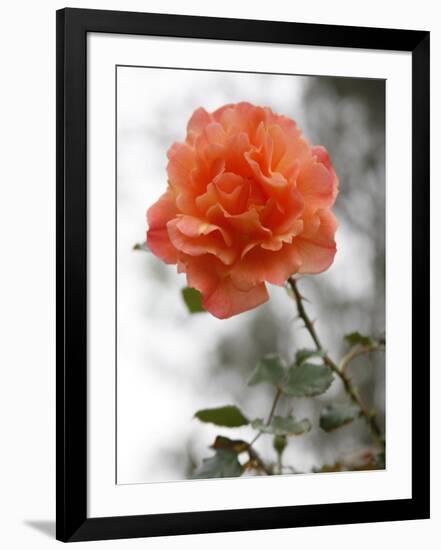 Photo, , large