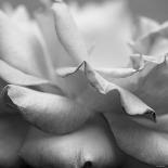 Rose Petals II-Nicole Katano-Photo