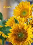 Smile: Sunny Sunflower-Nicole Katano-Photo