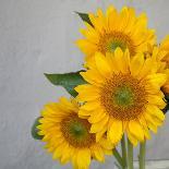 Smile: Sunny Sunflower-Nicole Katano-Photo