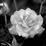 Sweet Rose II-Nicole Katano-Photo