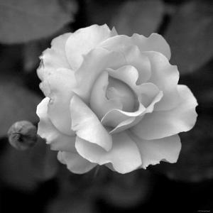 Featured image of post Pictures Of Flowers Black And White