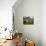 Nicosia, Sicily, Italy, Europe-Duncan Maxwell-Mounted Photographic Print displayed on a wall