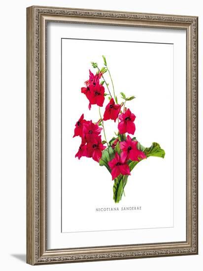 Nicotiana Sanderae-H.g. Moon-Framed Art Print