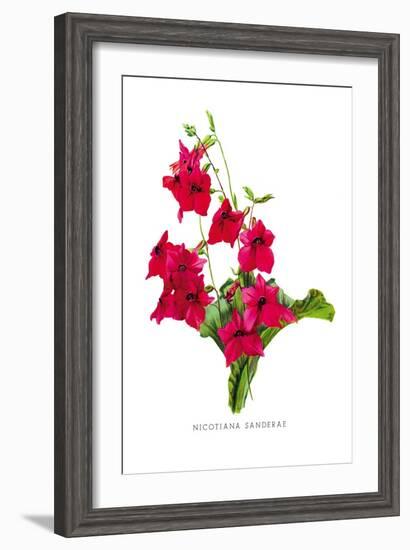 Nicotiana Sanderae-H.g. Moon-Framed Art Print