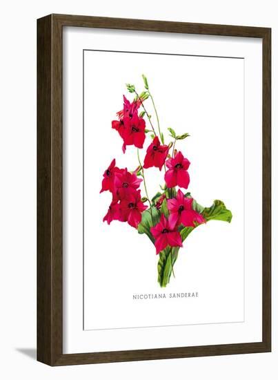 Nicotiana Sanderae-H.g. Moon-Framed Art Print