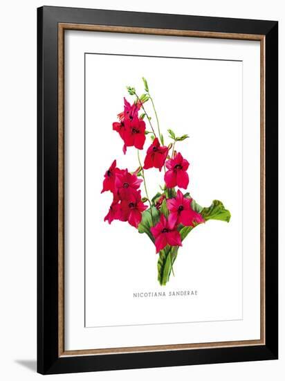 Nicotiana Sanderae-H.g. Moon-Framed Art Print