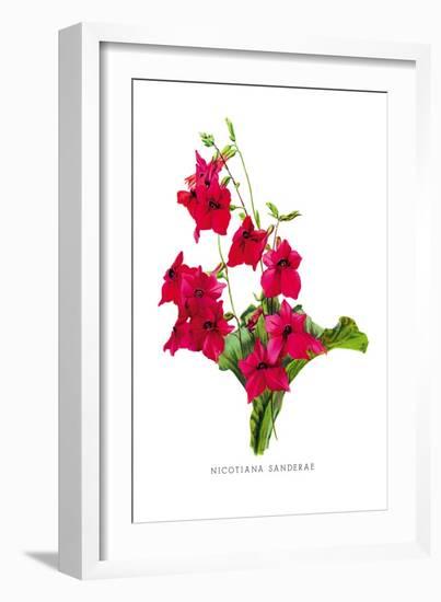 Nicotiana Sanderae-H.g. Moon-Framed Art Print