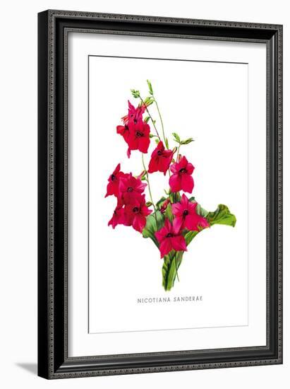 Nicotiana Sanderae-H.g. Moon-Framed Art Print