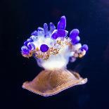 Jellyfish-Nicousnake-Mounted Photographic Print