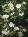 Dog Roses in Flower-Niels Peter Rasmussen-Framed Giclee Print