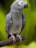 Bali, Ubud, an African Grey Parrot at Bali Bird Park-Niels Van Gijn-Photographic Print