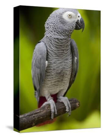 AFRICAN GREY surfing bird parrot art print 8x10 animals impressionism