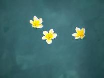 Bali, Ubud, Franjipani Flowers Float on a Swimming Pool-Niels Van Gijn-Framed Photographic Print