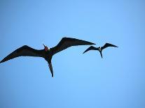 Ecuador, Galapagos, a Male and Female Frigate Bird Soar Overhead-Niels Van Gijn-Framed Photographic Print