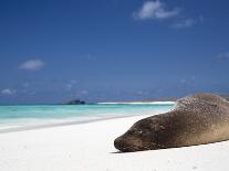 Ecuador, Galapagos, Sunbathing Sea Lion on the Stunning Beaches of San Cristobal, Galapagos-Niels Van Gijn-Photographic Print