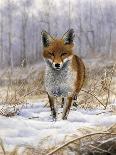 Red Fox 4305-Nigel Artingstall-Giclee Print