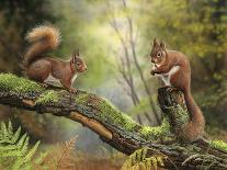 Red Squirrel 5753-Nigel Artingstall-Giclee Print