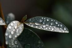 Rain Water Drops Sitting on the Grey Green Leaves of Eleagnus Angustifolia "Quicksilver"-Nigel Cattlin-Framed Premier Image Canvas