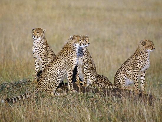 Photographic Print, , large
