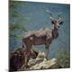 Premium Photographic Print