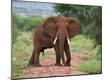 Photographic Print