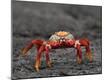 Premium Photographic Print