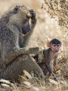 Kenya, Taita-Taveta County, Tsavo East National Park. an Olive Baboon with Her Baby. by Nigel Pavitt
