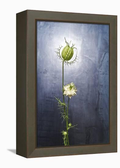 Nigella, Black Cumin, Flower, Blossom, Plant, Still Life, Green, White-Axel Killian-Framed Premier Image Canvas