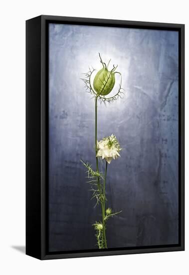 Nigella, Black Cumin, Flower, Blossom, Plant, Still Life, Green, White-Axel Killian-Framed Premier Image Canvas