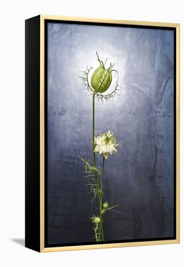 Nigella, Black Cumin, Flower, Blossom, Plant, Still Life, Green, White-Axel Killian-Framed Premier Image Canvas