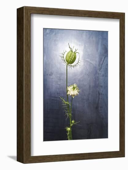 Nigella, Black Cumin, Flower, Blossom, Plant, Still Life, Green, White-Axel Killian-Framed Photographic Print