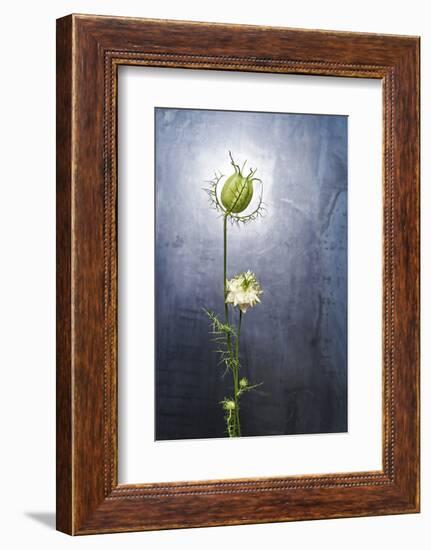 Nigella, Black Cumin, Flower, Blossom, Plant, Still Life, Green, White-Axel Killian-Framed Photographic Print