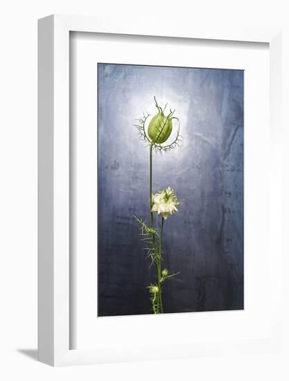 Nigella, Black Cumin, Flower, Blossom, Plant, Still Life, Green, White-Axel Killian-Framed Photographic Print