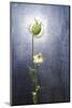 Nigella, Black Cumin, Flower, Blossom, Plant, Still Life, Green, White-Axel Killian-Mounted Photographic Print