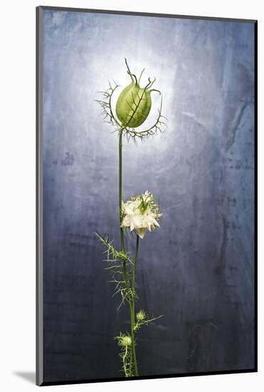 Nigella, Black Cumin, Flower, Blossom, Plant, Still Life, Green, White-Axel Killian-Mounted Photographic Print