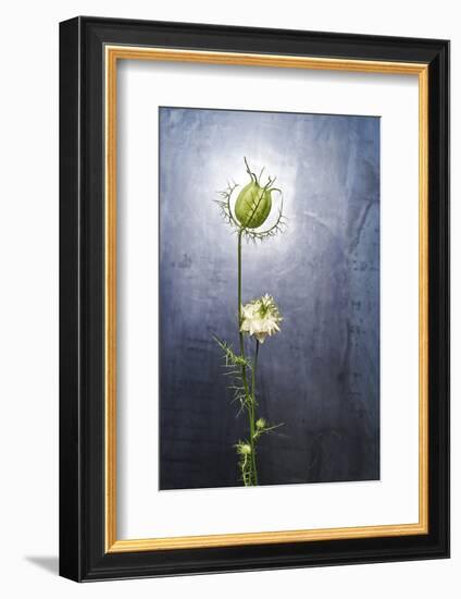 Nigella, Black Cumin, Flower, Blossom, Plant, Still Life, Green, White-Axel Killian-Framed Photographic Print