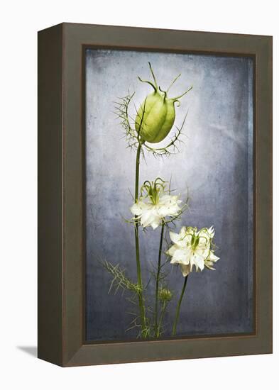 Nigella, Black Cumin, Flower, Blossom, Plant, Still Life, Green, White-Axel Killian-Framed Premier Image Canvas