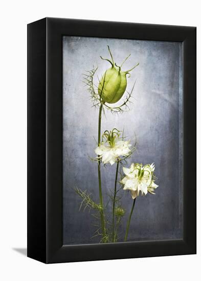 Nigella, Black Cumin, Flower, Blossom, Plant, Still Life, Green, White-Axel Killian-Framed Premier Image Canvas