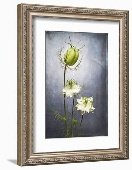 Nigella, Black Cumin, Flower, Blossom, Plant, Still Life, Green, White-Axel Killian-Framed Photographic Print