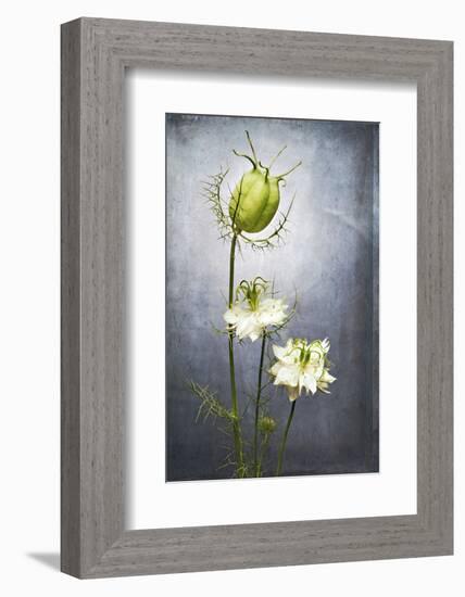 Nigella, Black Cumin, Flower, Blossom, Plant, Still Life, Green, White-Axel Killian-Framed Photographic Print