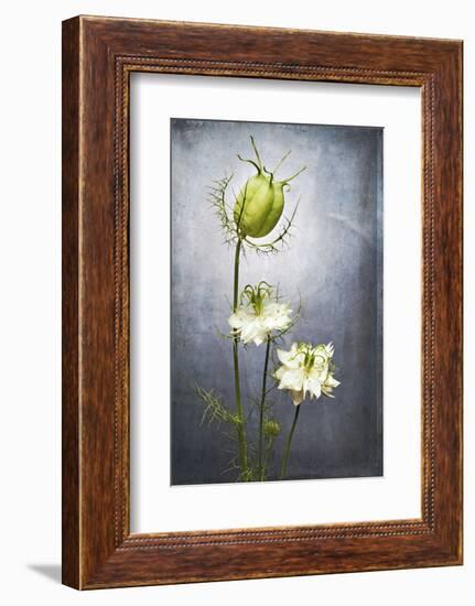 Nigella, Black Cumin, Flower, Blossom, Plant, Still Life, Green, White-Axel Killian-Framed Photographic Print