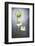 Nigella, Black Cumin, Flower, Blossom, Plant, Still Life, Green, White-Axel Killian-Framed Photographic Print