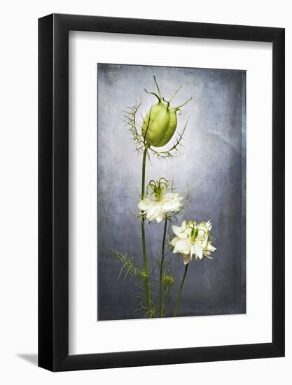 Nigella, Black Cumin, Flower, Blossom, Plant, Still Life, Green, White-Axel Killian-Framed Photographic Print